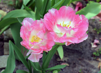 schönes Tulpenduo