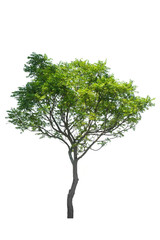 Obraz premium tree isolated on white background