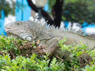 Iguana de Parque Seminario – Leguan-Parkin Guayaquil en Santiago de Guayaquil Ecuador