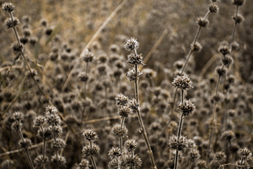 Dry grass flower