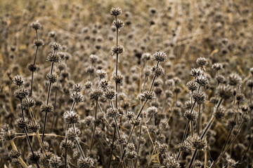Dry grass flower