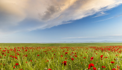 Poppy field in one of the regions of Azerbaijan