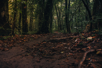 nature path to rain forest 