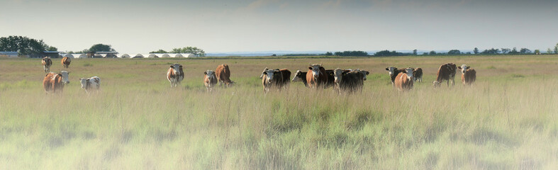 Cows grazing in a pasture on a morning
