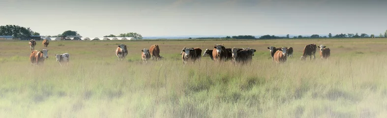 Papier Peint photo autocollant Vache Vaches paissant dans un pâturage un matin