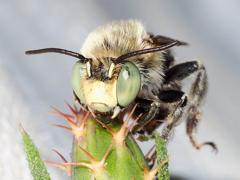 Wild Bee (Anthophora bimaculata)
