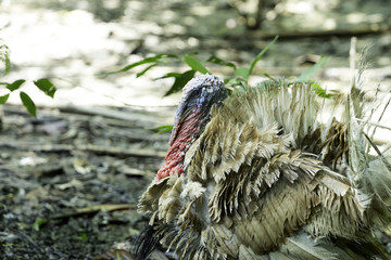 Turkey farm, group of turkeys in the farm