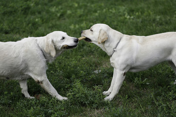 White golden retriever and Labrador retriever biting same stick at playground