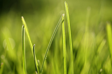 Spring background with green grass. Blurred green bokeh background. Grass in the sun. Close-up.  Nature.