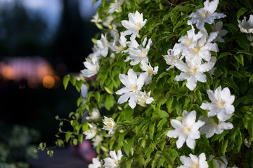 Close up photo of white clematis flowers in a garden.