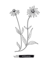 Echinacea isolated vector sketch