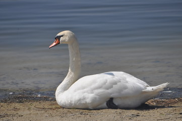 Schwan am Seeufer