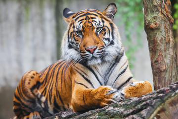 Beautiful and endangered female Sumatran Tiger - obrazy, fototapety, plakaty
