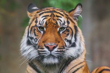 Rare Sumatran Tiger Isolated on Black Background - 152454524