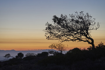 Johannisbrotbaum im Abendrot auf Akrotiri
