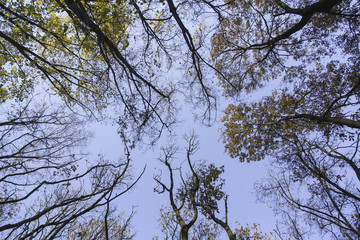 Forest trees in autumn colors from below perspective