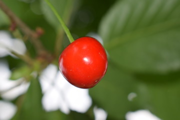 cherry