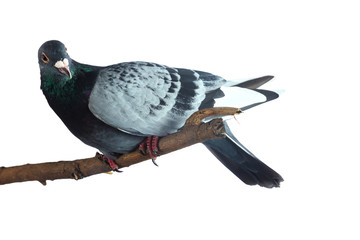 Gray pigeon at tree branch on white background