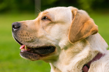 Beautiful dog breed labrador retriever on walk in park. Pet and domestic animal concept.