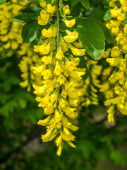 Goldregen Laburnum anagyroides
