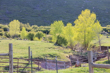 Fototapeta na wymiar Colorado sunny spring afternoon