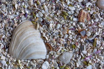 Sea sand with small shells, background, macro, 2x magnification