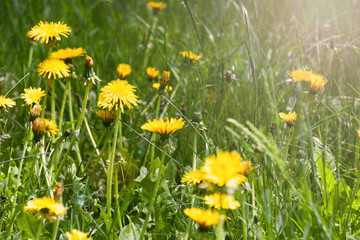 Yellow dandelions on the green grass in a spring day