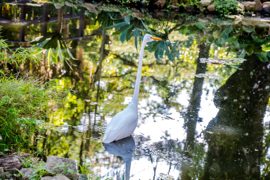 White heron bird on a lake with reflex - Ubatuba - S&atilde;o Paulo - Brazil