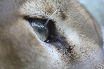 Obraz premium Niebieskie oko pumy górskiej w zoo