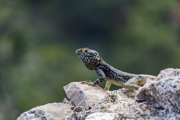 Lizard on medieval ruins, Monolithos castle, Rhodes island, Greece