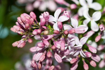 Macro image of spring lilac violet flowers