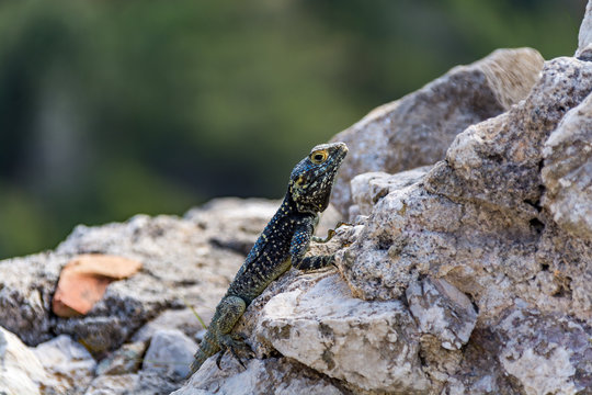 Lizard on medieval ruins, Monolithos castle, Rhodes island, Greece