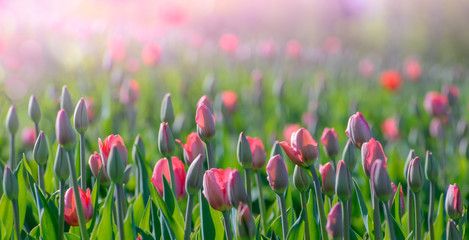Pink tulips growing on a green field at a spring morning