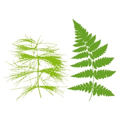 Fern and horsetail. Silhouettes. On a white background. Vector illustration.