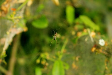 araignée de jardin 