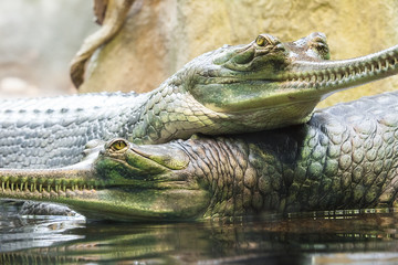 Gharial crocodile, also knows as the gavial