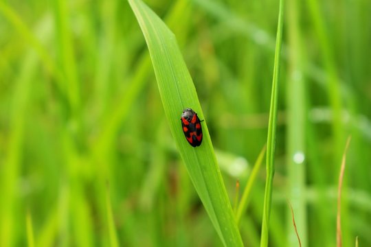cercope insecte rouge et noir