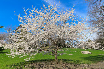 Obraz premium spring cherry blossom New York