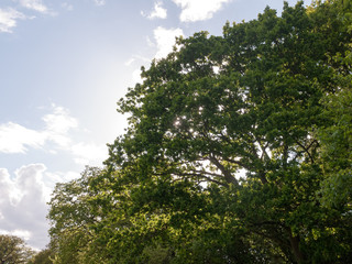 the tops of a lush green oak tree and the sun behind it close up in the middle of the country in the uk