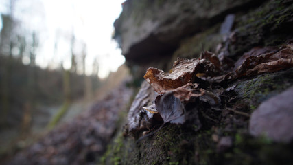 Blatt am boden des Waldes