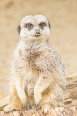 the meerkat