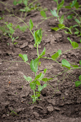 Pea green plant