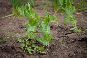 Pea green plant