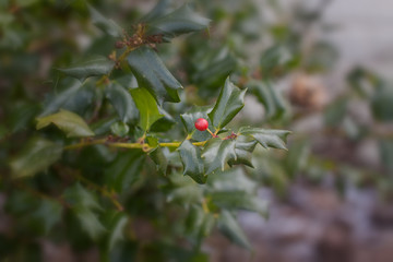 Holly berries