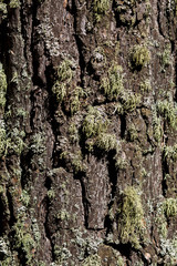 pine bark with moss close-up