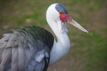 Closeup portrait of a Wattled crane