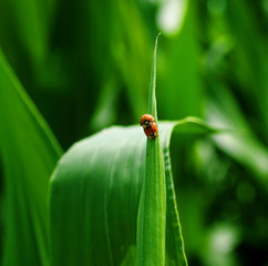 Ladybugs in Love... Love in the answer