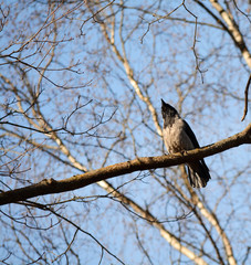 Crow on branch