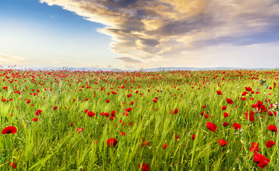 Poppy field in one of the regions of Azerbaijan