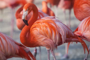 Gordijnen Flock of Pink flamingos © gornostaj